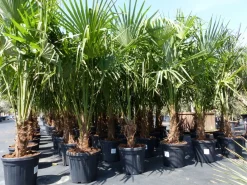 Grünwaren 3 Stück XXL Palme winterhart 190 - 220 cm Trachycarpus fortunei, Hanfpalme, Top-Qualität Online