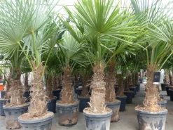 3 Stück XXL Stämme Palme winterhart 180 cm Trachycarpus fortunei, Hanfpalme, Top-Qualität ^ Grünwaren Online