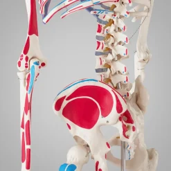 ® Skelett, lebensgroß und detailgetreu, farblich markierte Bereiche sowie Muskelnummerierung, inklusive Anatomieposter ^ TecTake Sale