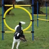 Dobar 3-teiliges Agility Sprung-Set, mit 2 Hürden und Sprungreif Best