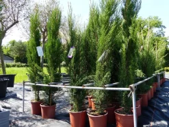 Grünwaren 3x Mittelmeerzypresse 140-160 cm Säulen Toskana Zypressen Zypresse Cupressus Semper Best