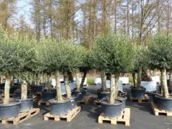 2x Olivenbaum Olive "60 Jahre" 200 - 240 cm, beste Qualität, Stammumfang 40 - 50 cm, winterhart, Olea Europaea ^ Grünwaren New