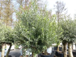 2x Olivenbaum Olive "60 Jahre" 200 - 240 cm, beste Qualität, Stammumfang 40 - 50 cm, winterhart, Olea Europaea ^ Grünwaren New