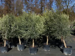 Grünwaren 8x Olivenbaum Olive "20 Jahre" 180 - 220 cm, beste Qualität, Stammumfang 20 - 30 cm, winterhart, Olea Europaea Clearance