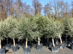 Grünwaren 3x Olivenbaum Olive "20 Jahre" 180 - 220 cm, beste Qualität, Stammumfang 20 - 30 cm, winterhart, Olea Europaea Discount