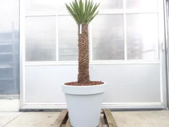 Yucca Filifera, 158 cm Stamm 78 cm Tambasi Yucca, winterhart -13 Grad ^ Grünwaren Discount