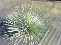 Yucca Rostrata 80 - 100 cm in Bonsai Schale | winterhart | Ø Krone 70 - 100 cm ^ Grünwaren Hot
