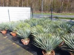 Yucca Rostrata 80 - 100 cm in Bonsai Schale | winterhart | Ø Krone 70 - 100 cm ^ Grünwaren Hot