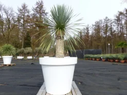 Yucca Rostrata 170 cm | Stamm 60 cm | im Pflanzkübel Ø80 cm Weiß winterhart ^ Grünwaren