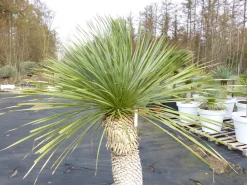 Yucca Rostrata 190 cm | Stamm 80 cm | im Pflanzkübel Ø80 cm Weiß winterhart ^ Grünwaren Outlet