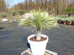 Yucca Rostrata 170 cm | Stamm 55 cm | im Pflanzkübel Ø80 cm Weiß winterhart ^ Grünwaren Clearance