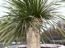 Yucca Rostrata 165 cm | Stamm 40 cm | im Pflanzkübel Ø80 cm Weiß winterhart ^ Grünwaren Outlet