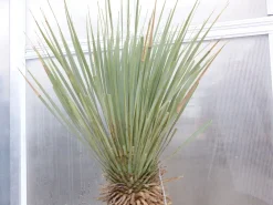 Yucca Rostrata  Mexico, Palme, 170 cm, Stamm 78 cm winterhart ^ Grünwaren Online
