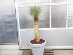Yucca Rostrata  Mexico, Palme, 170 cm, Stamm 78 cm winterhart ^ Grünwaren Online